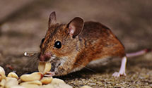24 Hour & Emergency Exterminators in Barrington Hills, IL